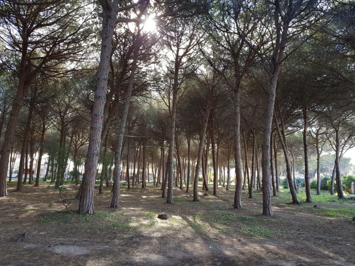 Mimosa Bilocale Cala Liberotto Exteriér fotografie