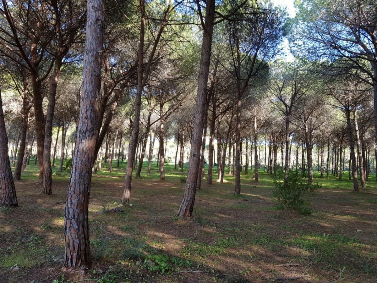 Mimosa Bilocale Cala Liberotto Exteriér fotografie